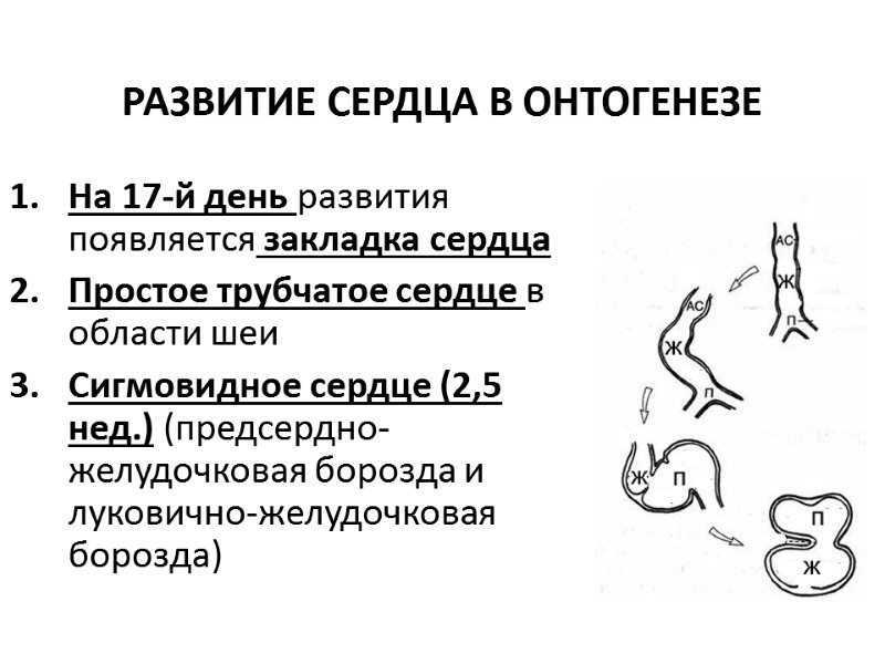 РАЗВИТИЕ СЕРДЦА В ОНТОГЕНЕЗЕ На 17-й день развития появляется закладка сердца Простое трубчатое сердце